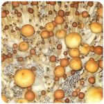 Псилоцибиновые (галлюциногенные)  грибы Psilocybin "Golden Teacher" в Сорске