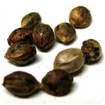 Семена марихуаны АК-47  (Seeds AK-47) в Сорске